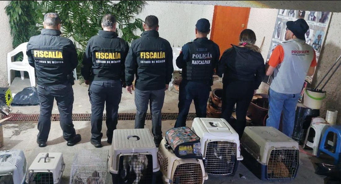 ASEGURAN CASA DONDE REALIZABAN SACRIFICIOS CON ANIMALES EN NAUCALPAN