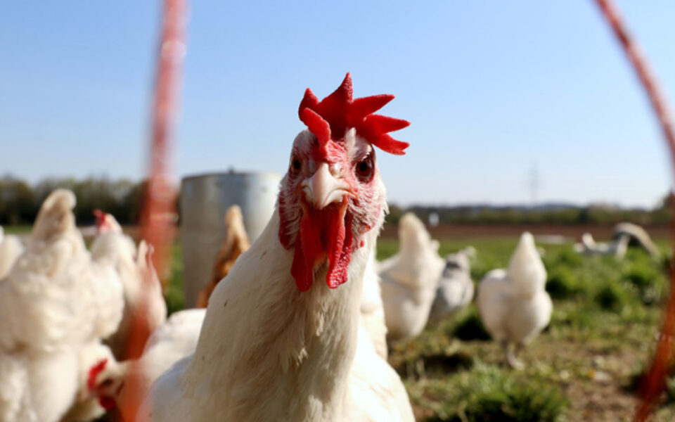 GOBIERNO DE MÉXICO NIEGA MUERTE DE HOMBRE POR GRIPE AVIAR