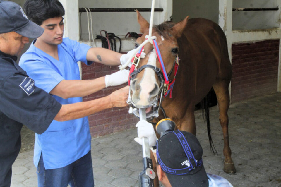 ESPECIALISTAS BRINDAN TRATAMIENTO DENTAL A CABALLOS DE LA POLICÍA MONTADA DE ECATEPEC
