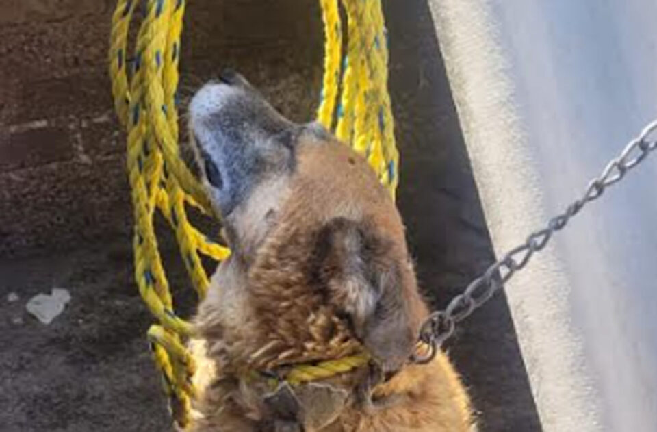 RESCATAN A PERRITO MALTRATADO EN NAUCALPAN