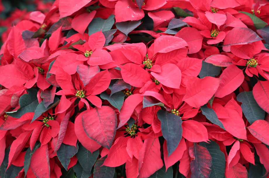CAMPOS MEXIQUENSES PRODUCEN MÁS DE UN MILLÓN DE FLORES DE NOCHEBUENA