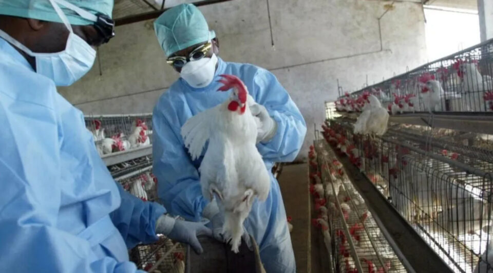 EU CONFIRMA SU PRIMER CASO GRAVE DE GRIPE AVIAR EN UNA PERSONA