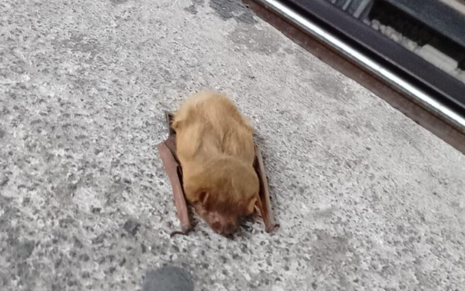 RESCATAN A MURCIÉLAGO EN EL METRO DE LA CDMX