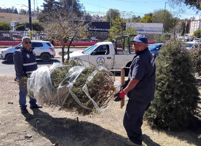 GOBIERNO DE PEDRO RODRÍGUEZ INTERCAMBIA PLANTAS POR ÁRBOLES NAVIDEÑOS QUE SE CONVERTIRÁN EN ABONO ORGÁNICO