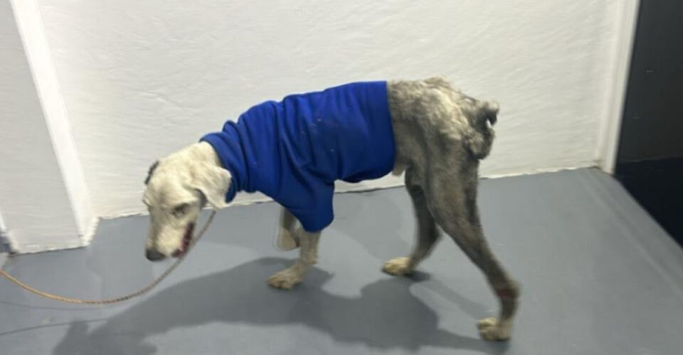 RESCATAN A DOS PERRITOS QUE SE ENCONTRABAN EN SITUACIONES DE MALTRATO EN EDOMEX 2