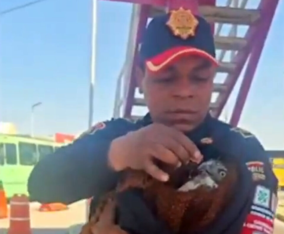 HALLAN UN HALCÓN DESORIENTADO EN EL CETRAM BOULEVARD PUERTO AÉREO