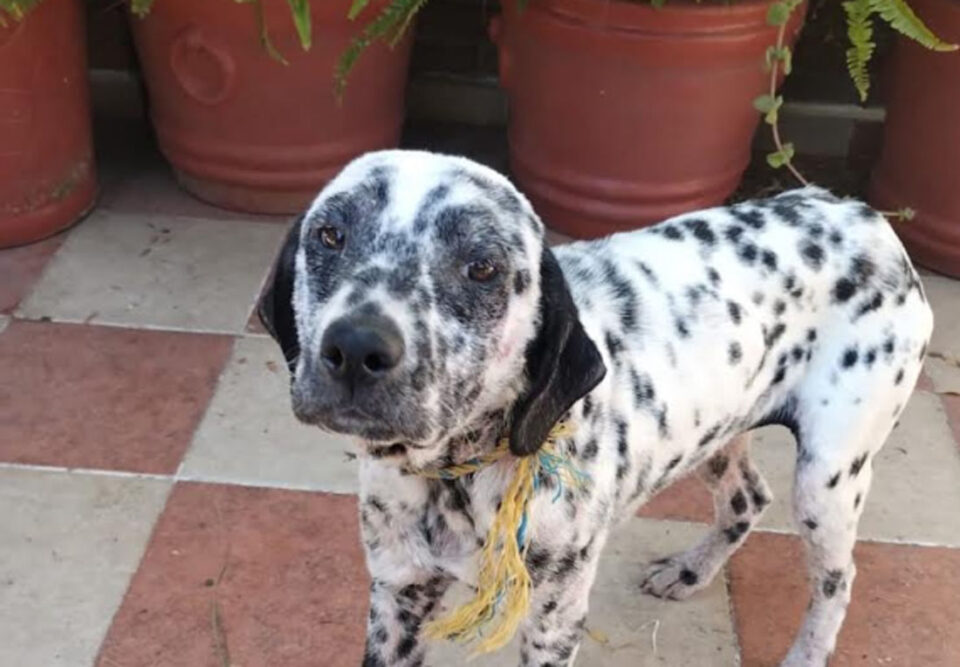 RESCATAN A NUEVE PERRITOS MALTRADOS EN HUIXQUILUCAN