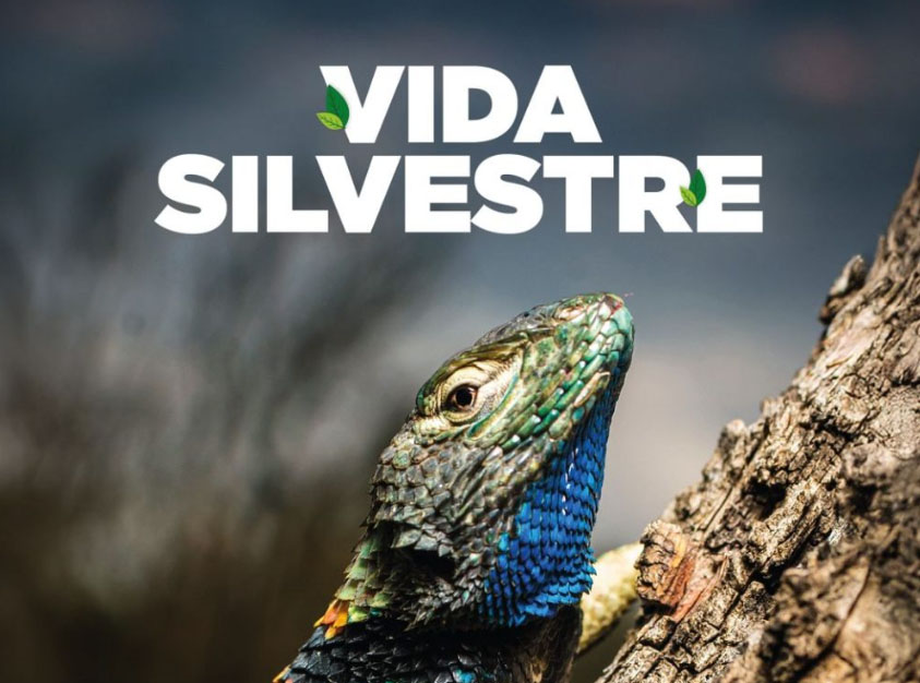 LANZA GOBIERNO DEL EDOMÉX “AVENTURAS VERDES PARA GRANDES LECTORES”