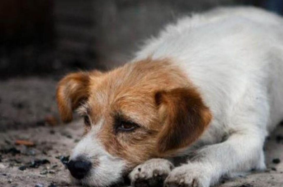 ¡HASTA 7 AÑOS DE PRISIÓN! BUSCAN SANCIONAR A QUIEN ABANDONE A ANIMALES DOMÉSTICOS