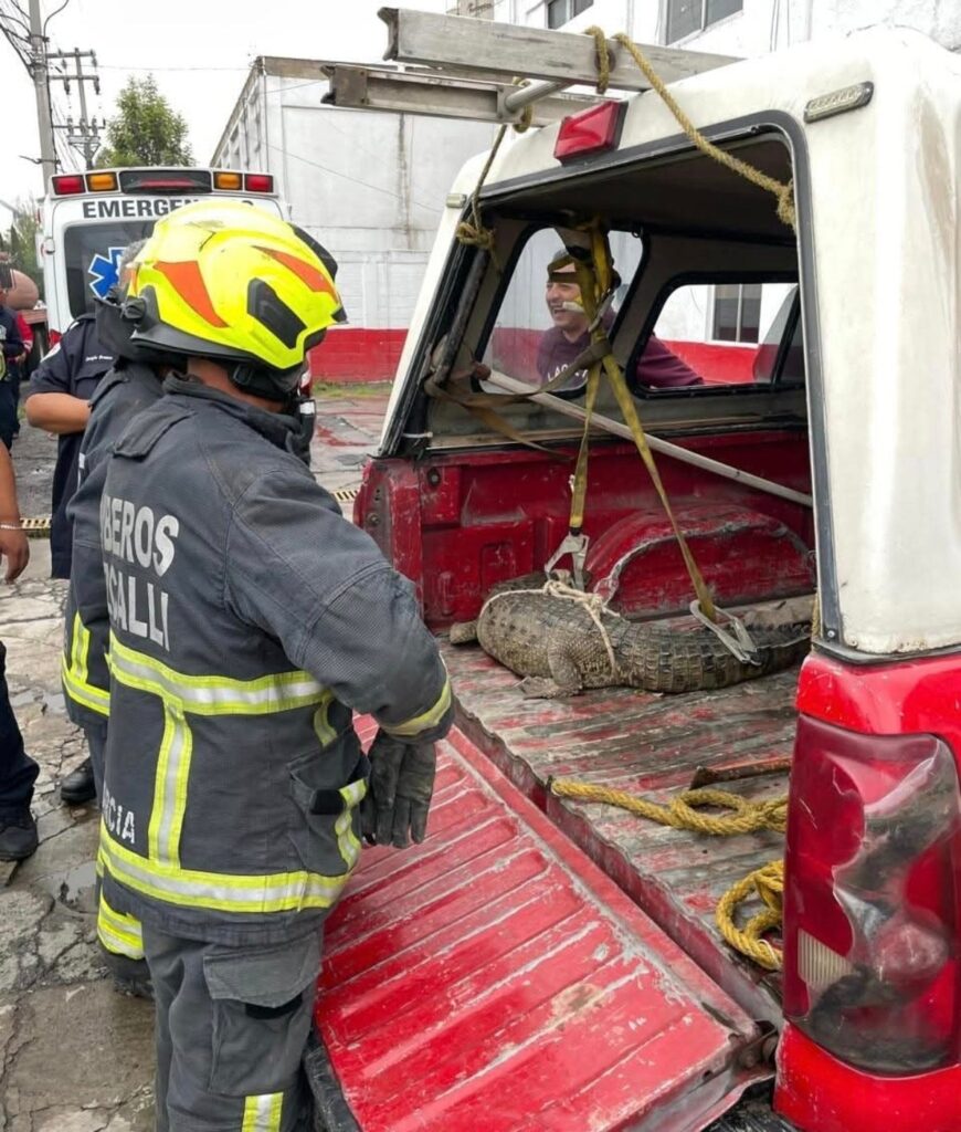 cocodrilo cuautitlan izcalli 