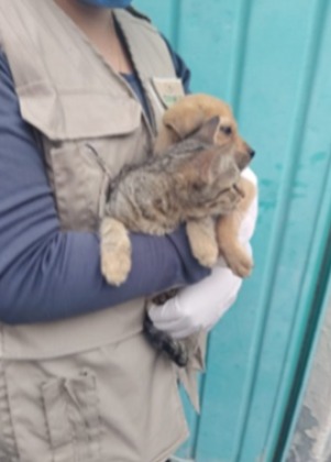 maltrato animal Ectepec 