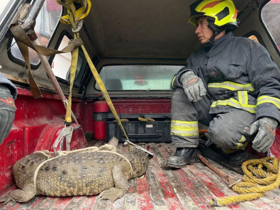 cocodrilo cuautitlán izcalli