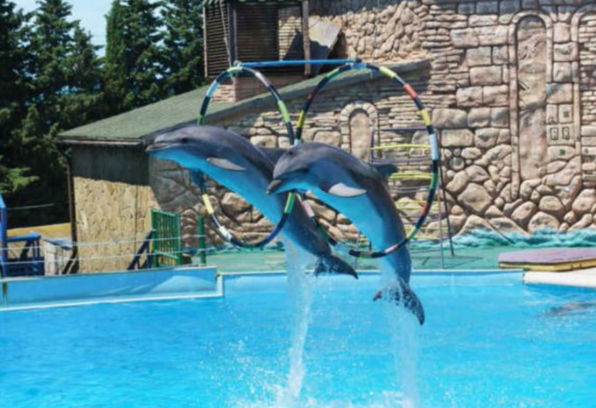 animales marinos en espectáculos