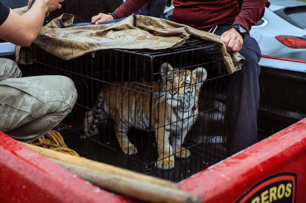 cachorro tigre de bengala naucalpan