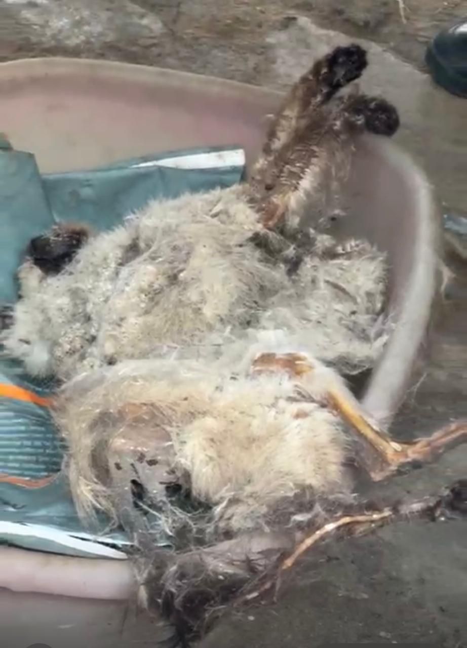 Hallaron bote con restos de animales en estado de descomposición 