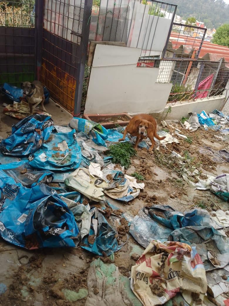 Gobierno de Naucalpan rescató a 19 perros y 2 gatos maltratados  