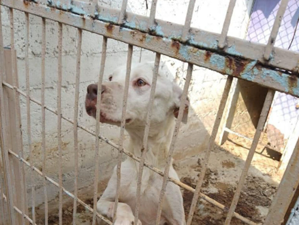 Rescatan a perros y gatos en malas condiciones en Naucalpan