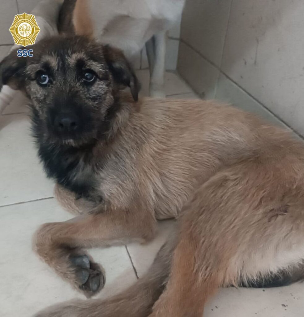 PERRITA ABANDONADA TLALPAN 