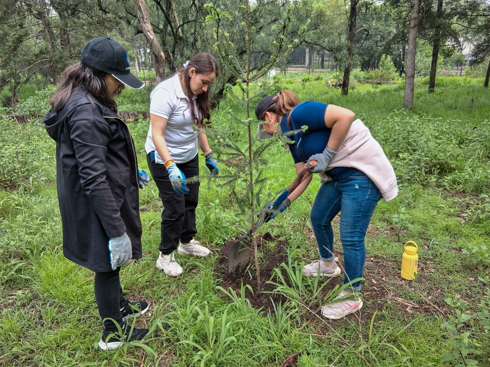 reforestación naucalpan