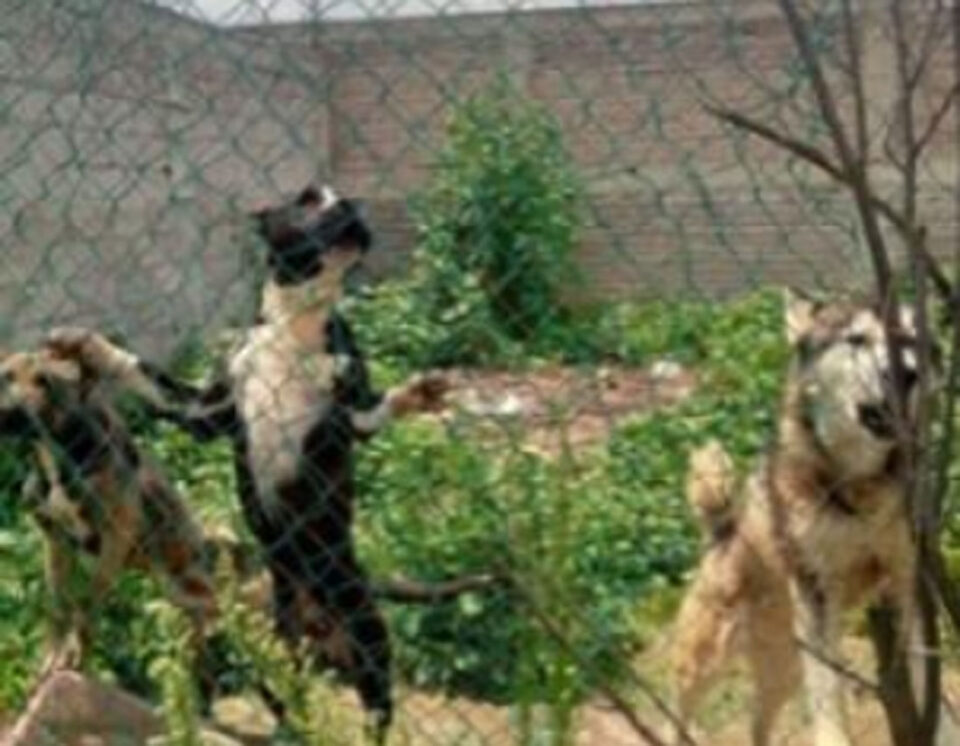 Rescatan a cinco perritos maltratados en Edomex