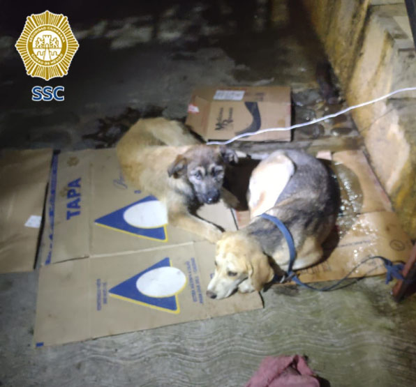 PERRITAS ABANDONAS TLALPAN