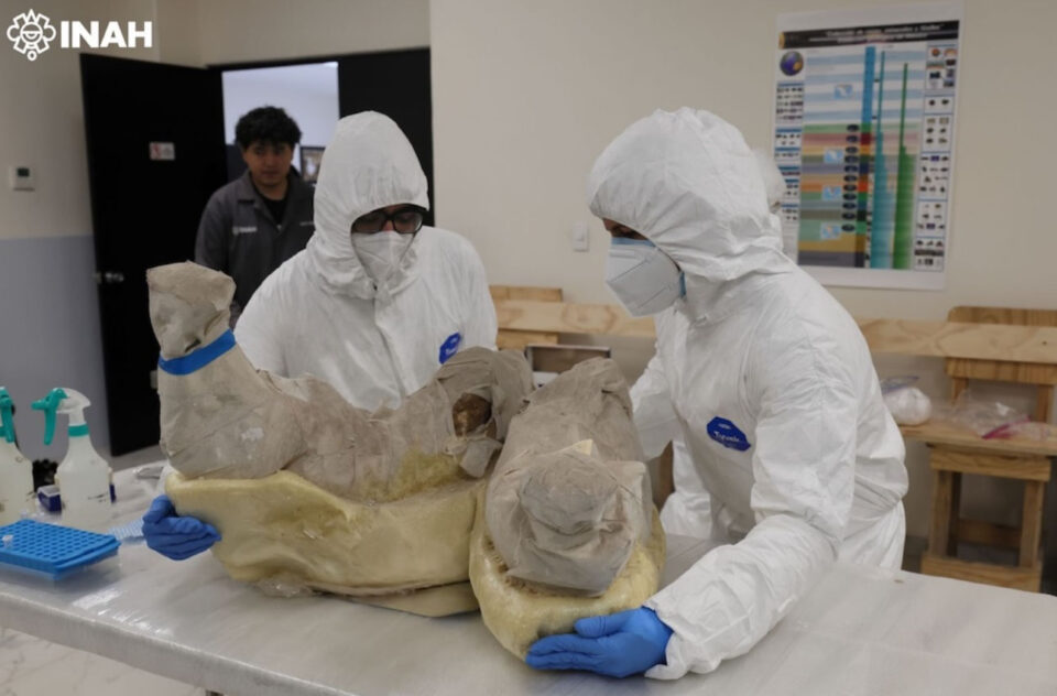 Estudio interdisciplinario devela particularidades del ADN del mamut colombino