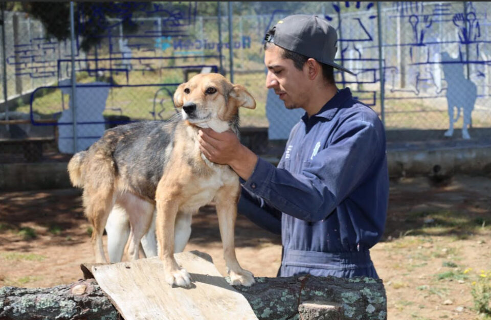 Huixquilucan mejora la vida de perritos con más de 350 adopciones