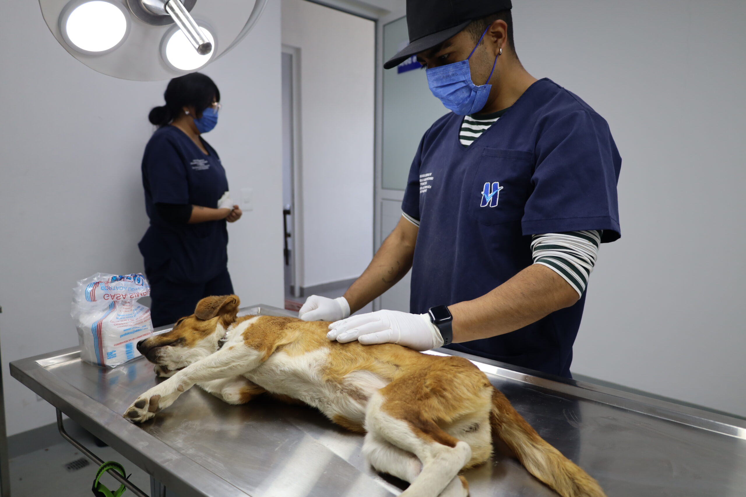 Huixquilucan ofrece más de 600 consultas y esterilizaciones gratuitas para mascotas