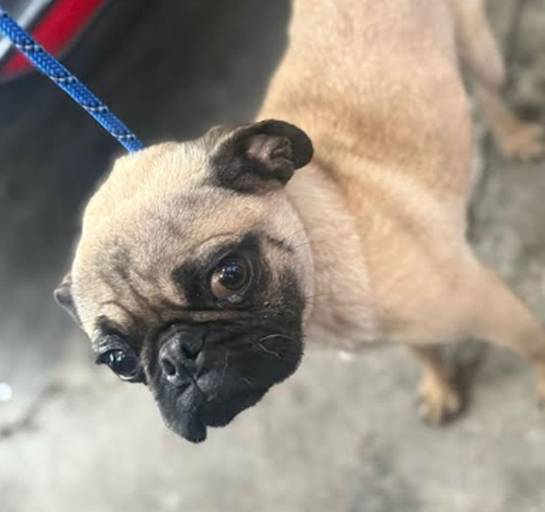 Rescatan a tres perros víctimas de maltrato en Naucalpan