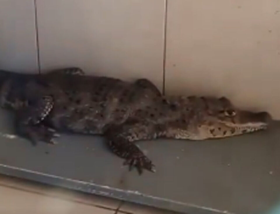 CDMX: Policías Incautan Mono, Caimán y Serpiente en el Centro Histórico