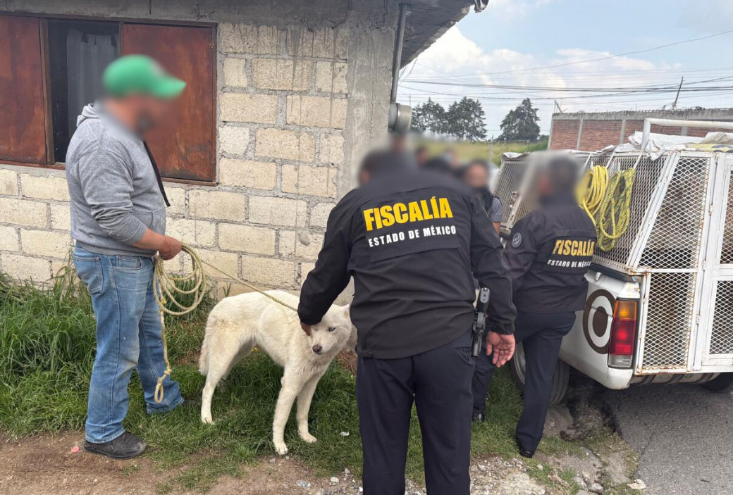 Rescatan a dos perros en condiciones de maltrato en Toluca