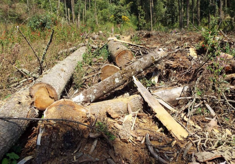 proponen-sancionar-el-ecocidio-con-hasta-17-anos-de-carcel-en-el-edomex Proponen sancionar el ecocidio con hasta 17 años de cárcel en el Edoméx