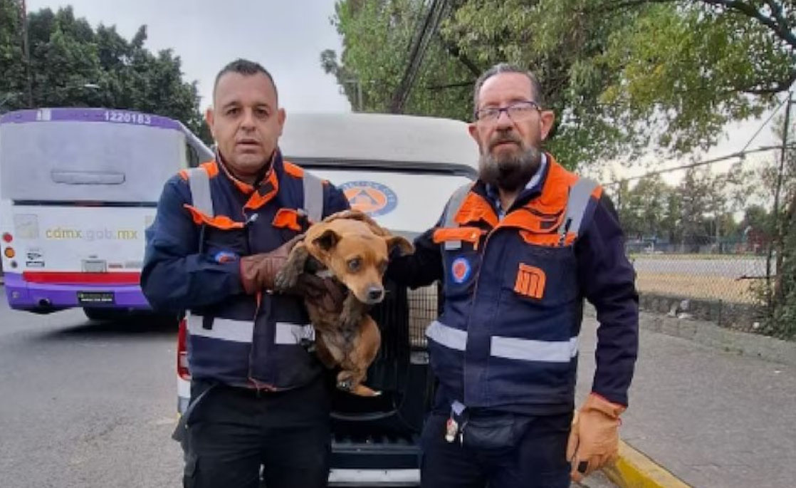 Rescatan a perrito que causó retrasos en la Línea 2 del Metro