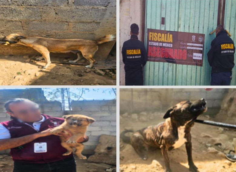 Rescatan a seis perritos abandonados en una casa de Tultitlán