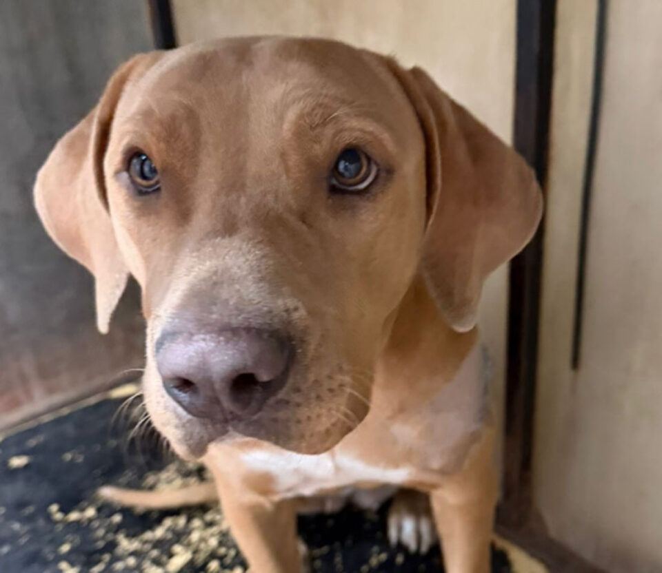 auxilian-a-una-perrita-herida-en-la-estacion-pantitlan-del-metro Auxilian a una perrita herida en la estación Pantitlán del Metro