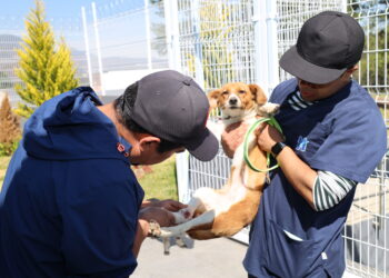 Huixquilucan realiza 880 esterilizaciones y consultas veterinarias gratuitas para mascotas