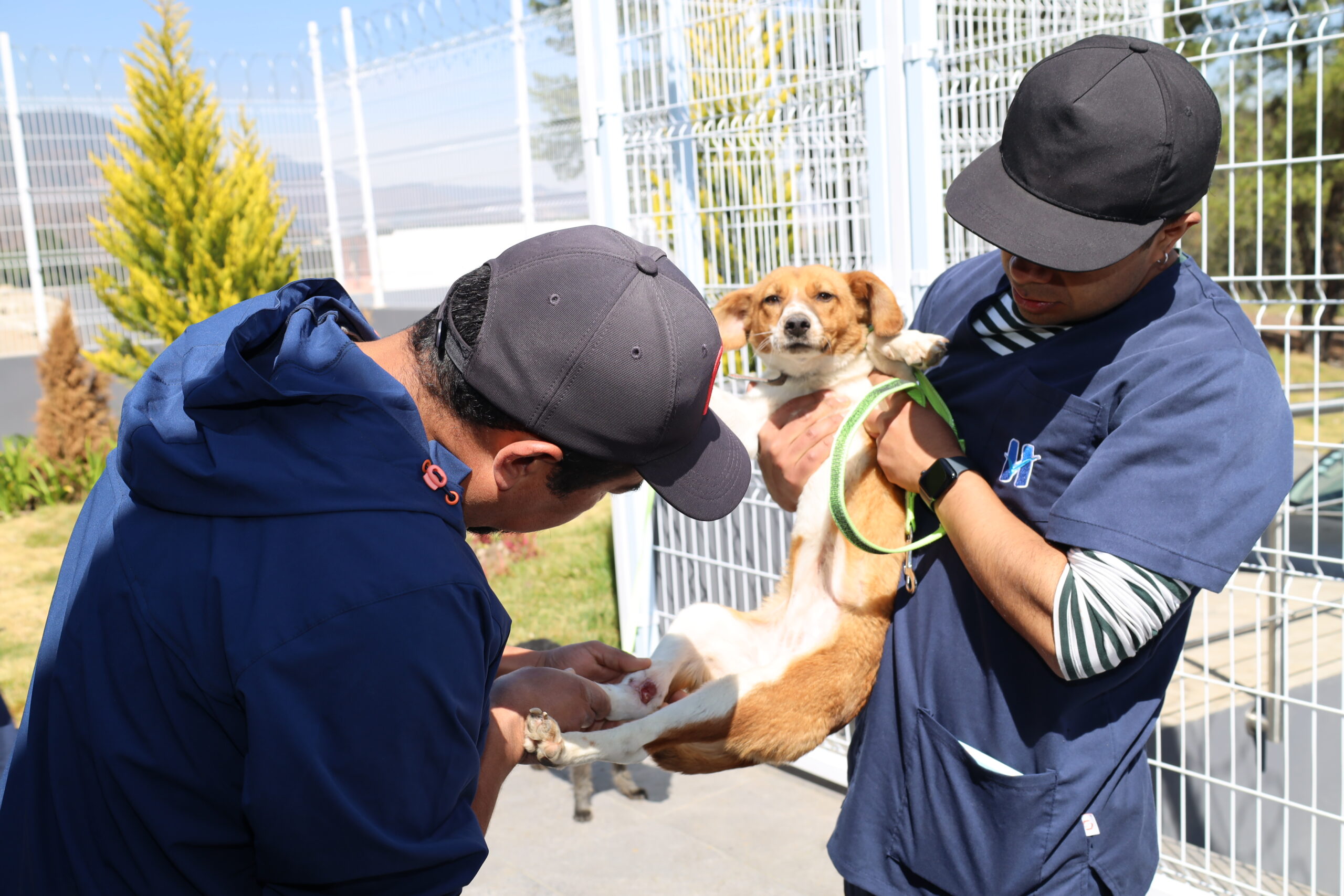 Huixquilucan realiza 880 esterilizaciones y consultas veterinarias gratuitas para mascotas