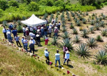 Mezcal mexiquense consolida su Denominación de Origen con respaldo del Edomex