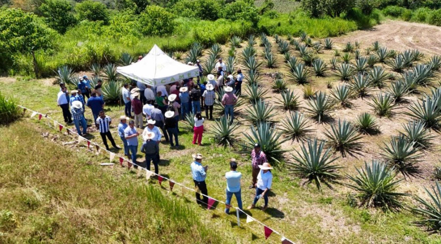 mezcal-mexiquense-consolida-su-denominacion-de-origen-con-respaldo-cientifico-y-capacitacion-del-gobierno-del-edomex Mezcal mexiquense consolida su Denominación de Origen con respaldo del Edomex
