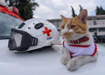 Muere Cruzberto, el gato símbolo de la Cruz Roja Toluca, tras ser atropellado