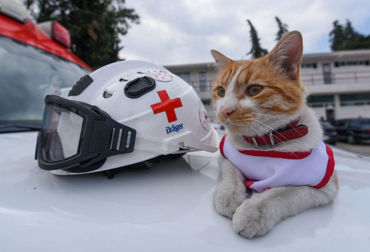 Muere Cruzberto, el gato símbolo de la Cruz Roja Toluca, tras ser atropellado